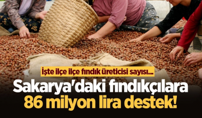 Sakarya’daki fındıkçılara 86 milyon lira destek! İşte ilçe ilçe fındık üreticisi sayısı…
